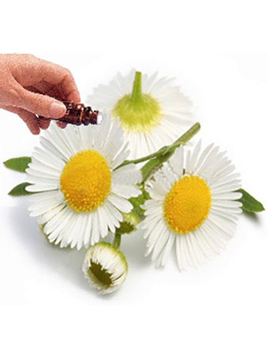 CHAMOMILE (Roman) essential oil