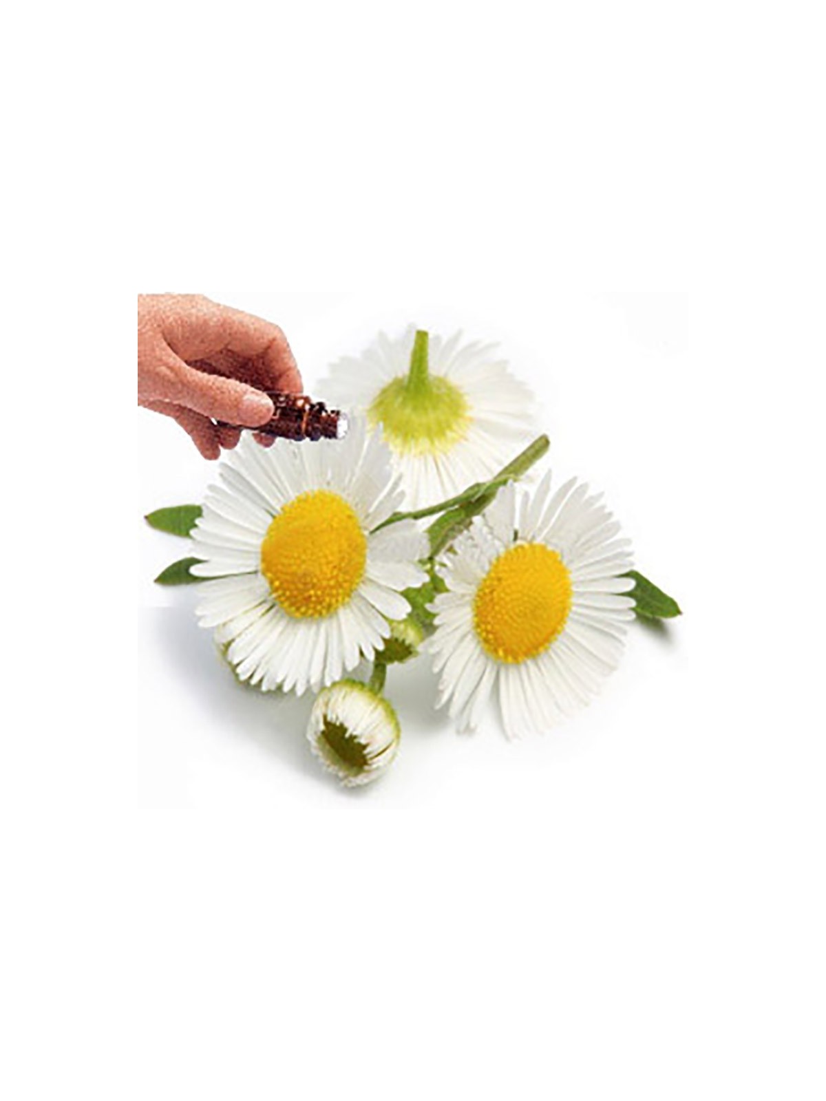 CHAMOMILE (BLUE) essential oil