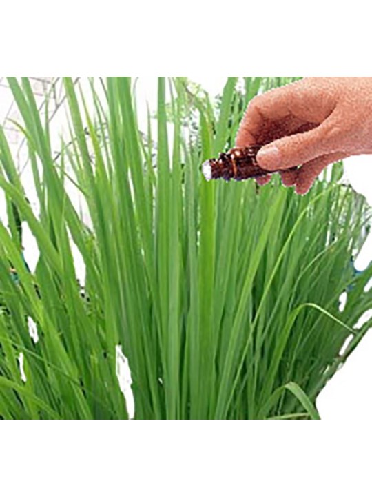 Citronella essential oil