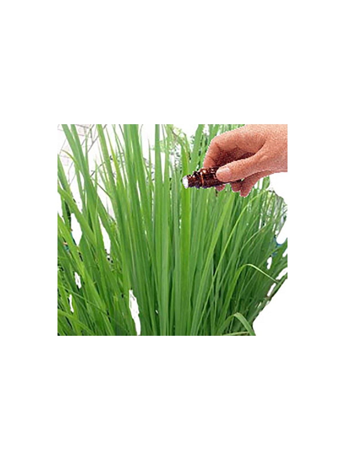 Citronella essential oil