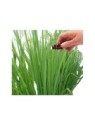 Citronella essential oil