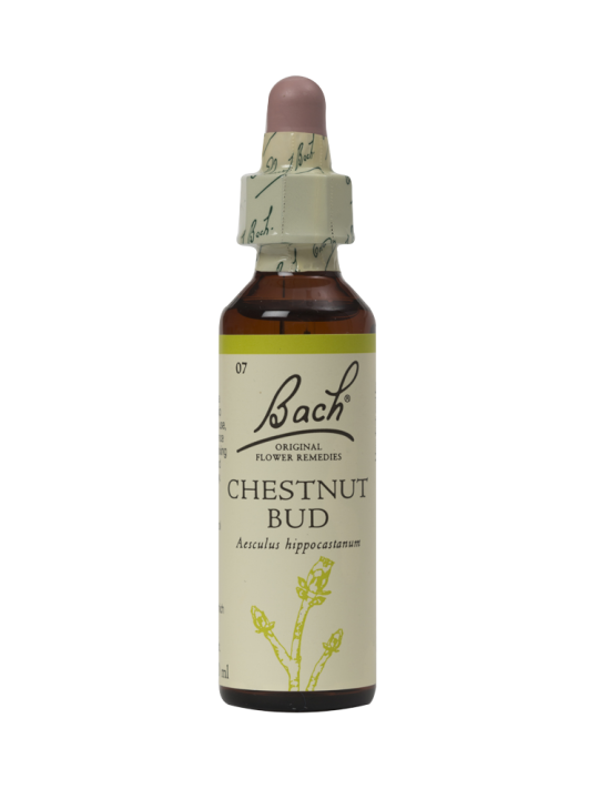 CHESTNUT BUD 20ML ORIGINAL BACH FLOWER REMEDY