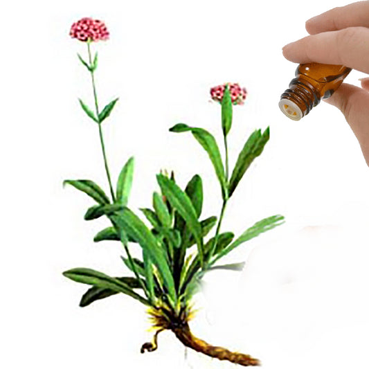 Spikenard  Essential Oil