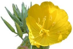 Evening Primrose Oil