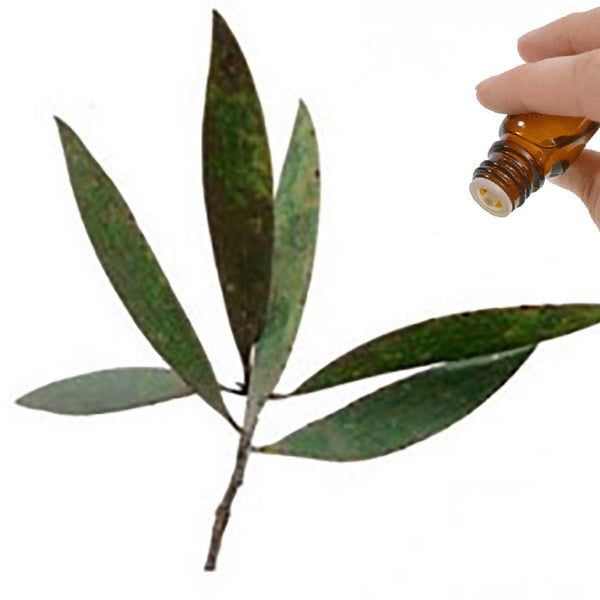 Cajeput essential oil