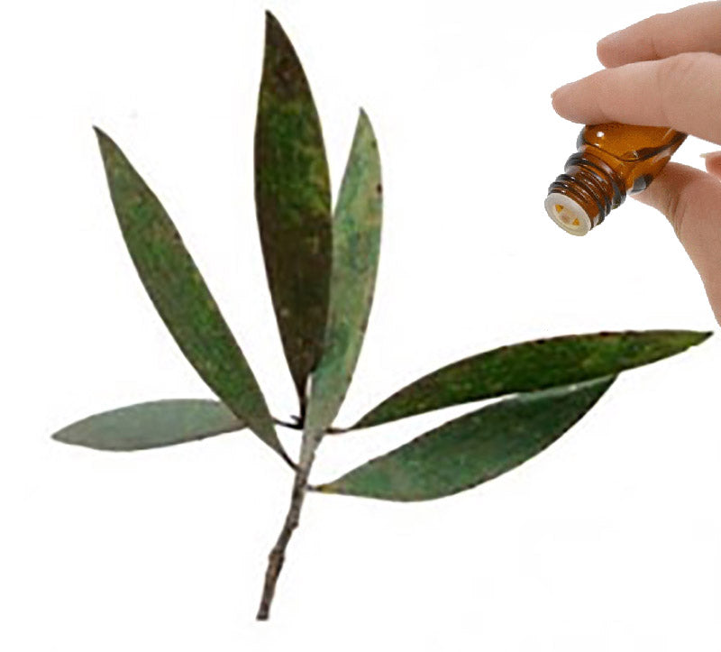 Cajeput essential oil