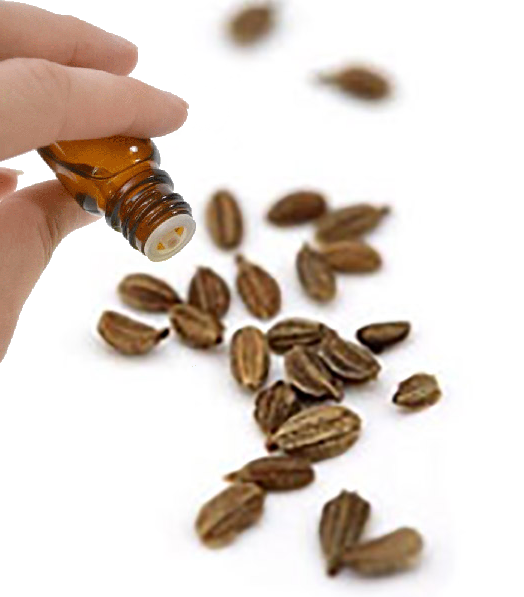 Carrot Seed essential oil