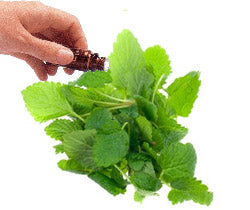 Melissa True Dilution  (10mls) Essential Oil