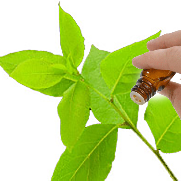 Ravensara Essential Oil