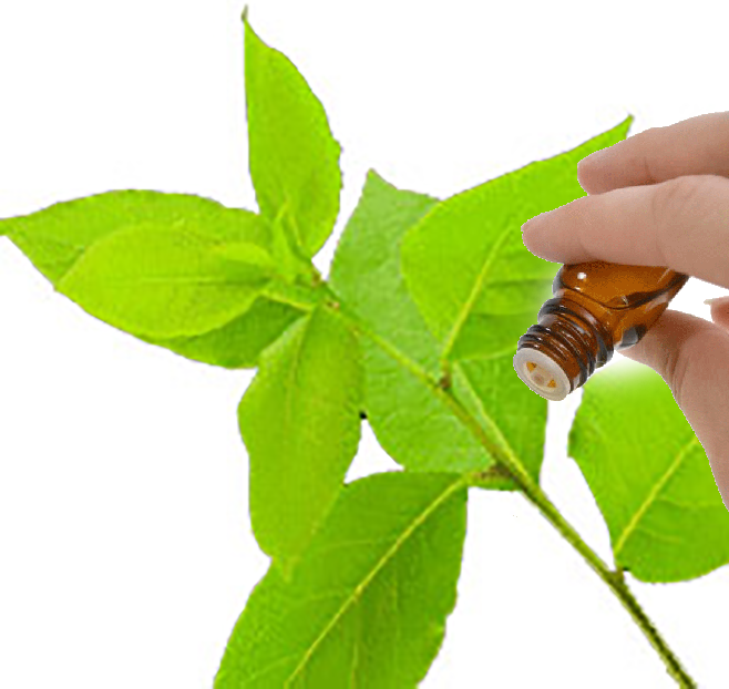 Ravensara Essential Oil
